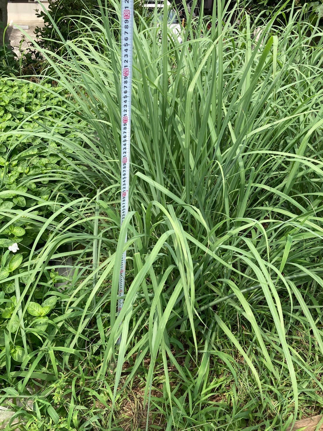 ベトナムパンダンリーフ葉1kg±レモングラオマケ。オーダーページ。 ベトナムパンダンリーフ葉1kg±レモングラオマケ。オーダーページ